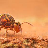 Globular Springtail 